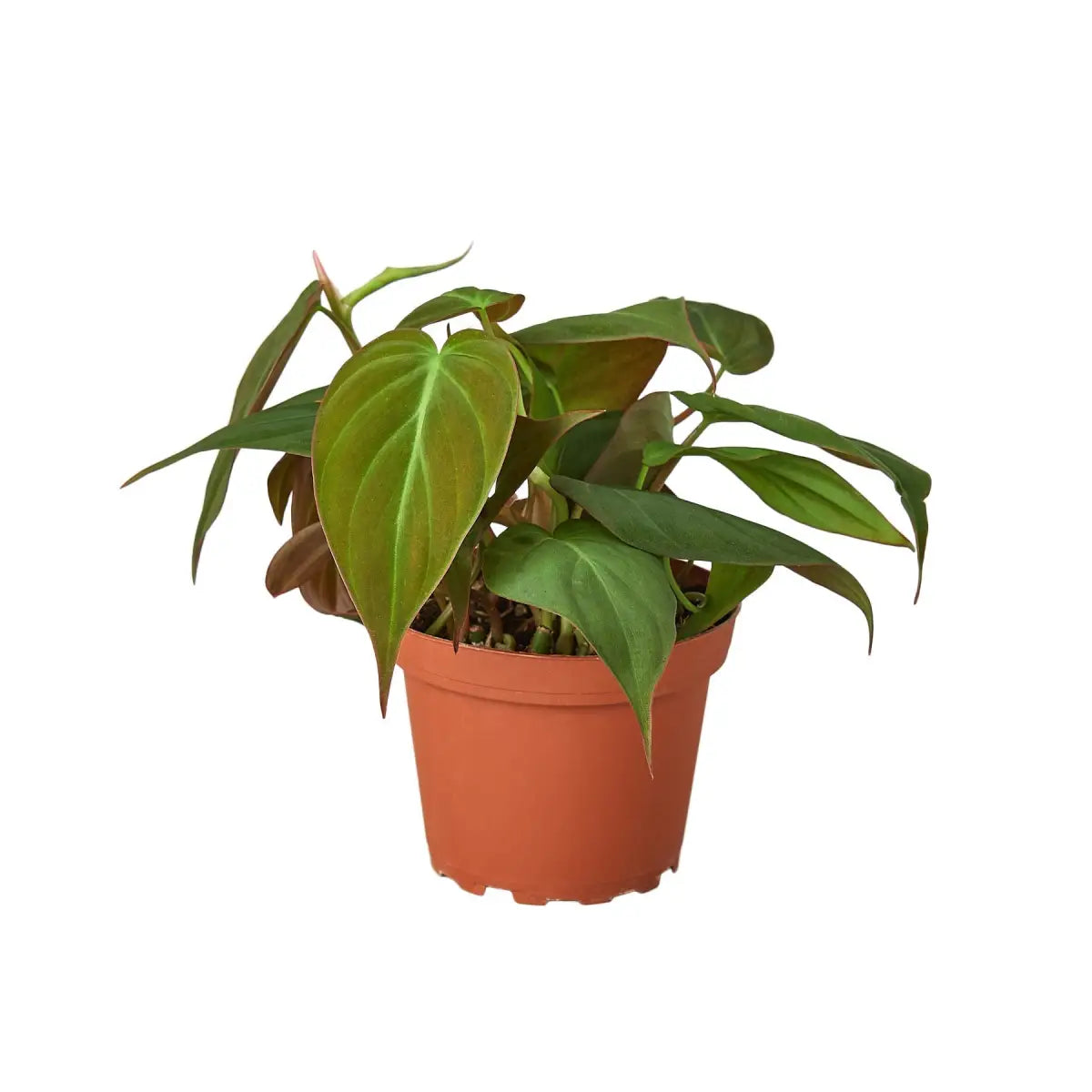 Philodendron ’Velvet’ Plant - House Plant Shop