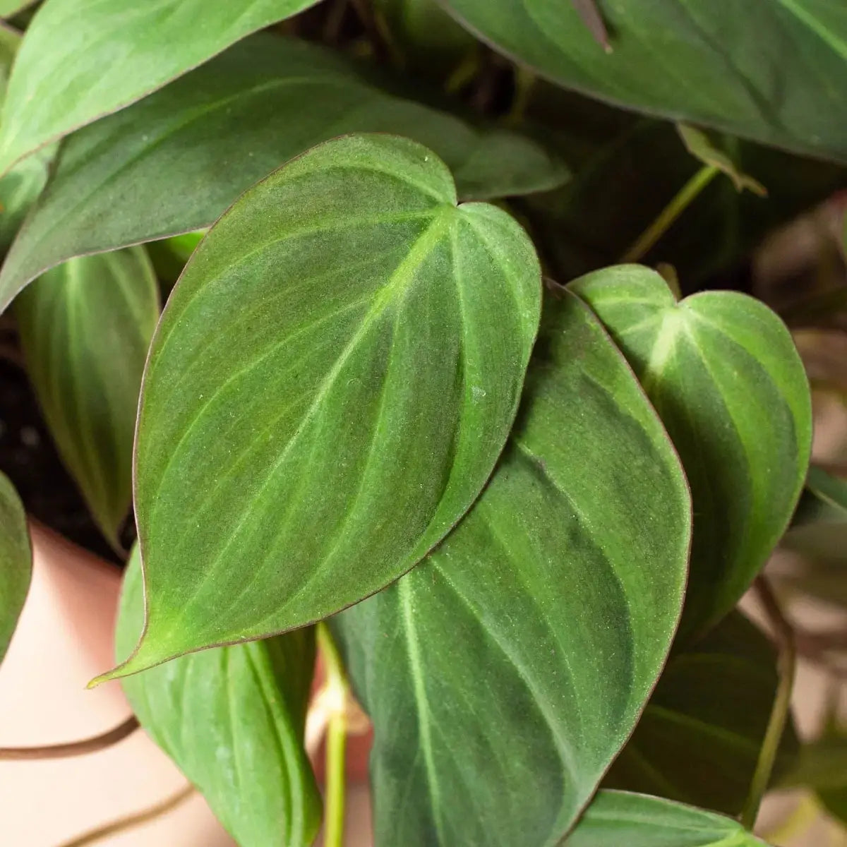 Philodendron ’Velvet’ Plant - 3’’ Pot / Nursery Pot - House Plant Shop