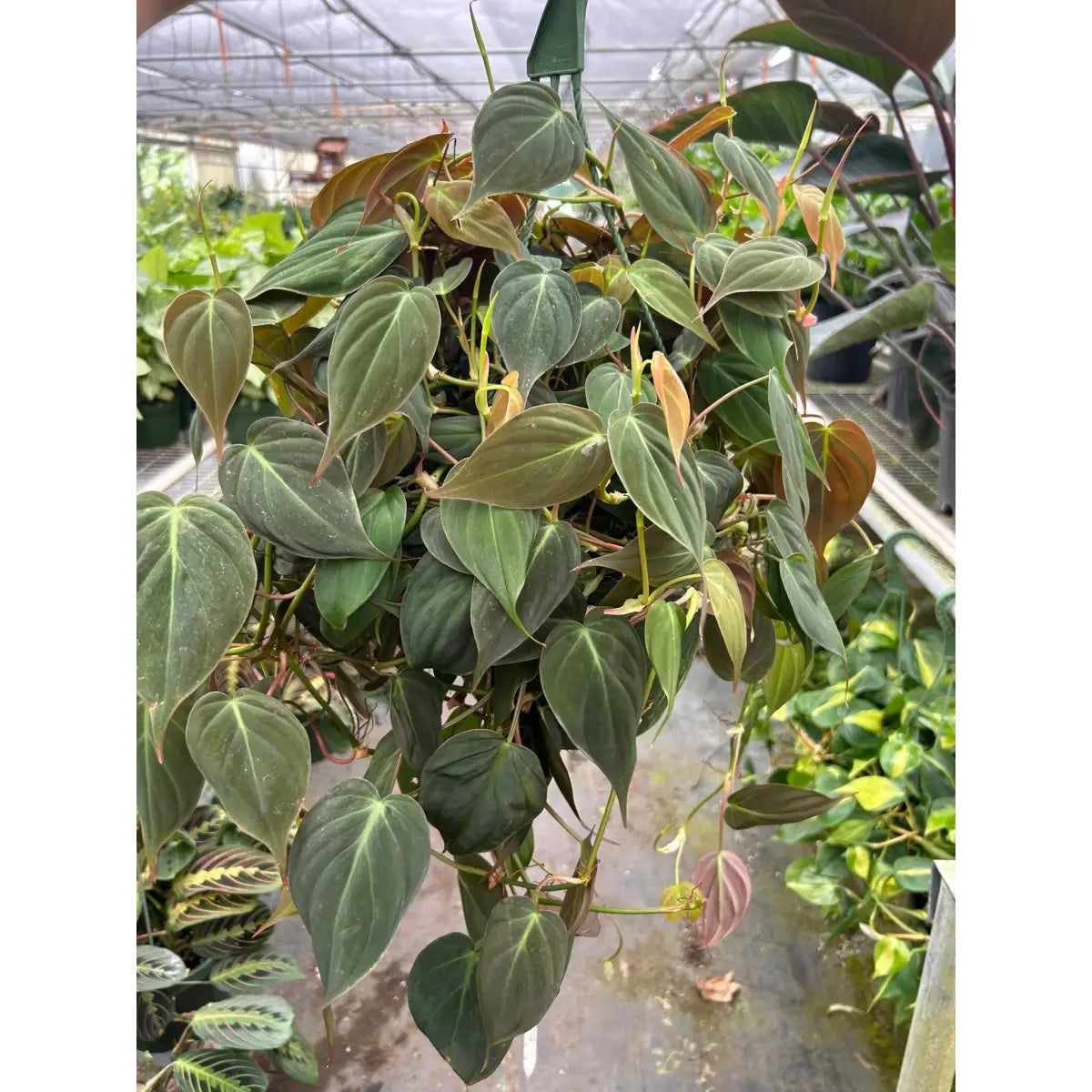 Philodendron ’Velvet’ Plant - House Plant Shop