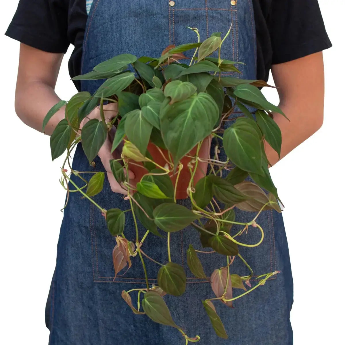 Philodendron ’Velvet’ Plant - House Plant Shop