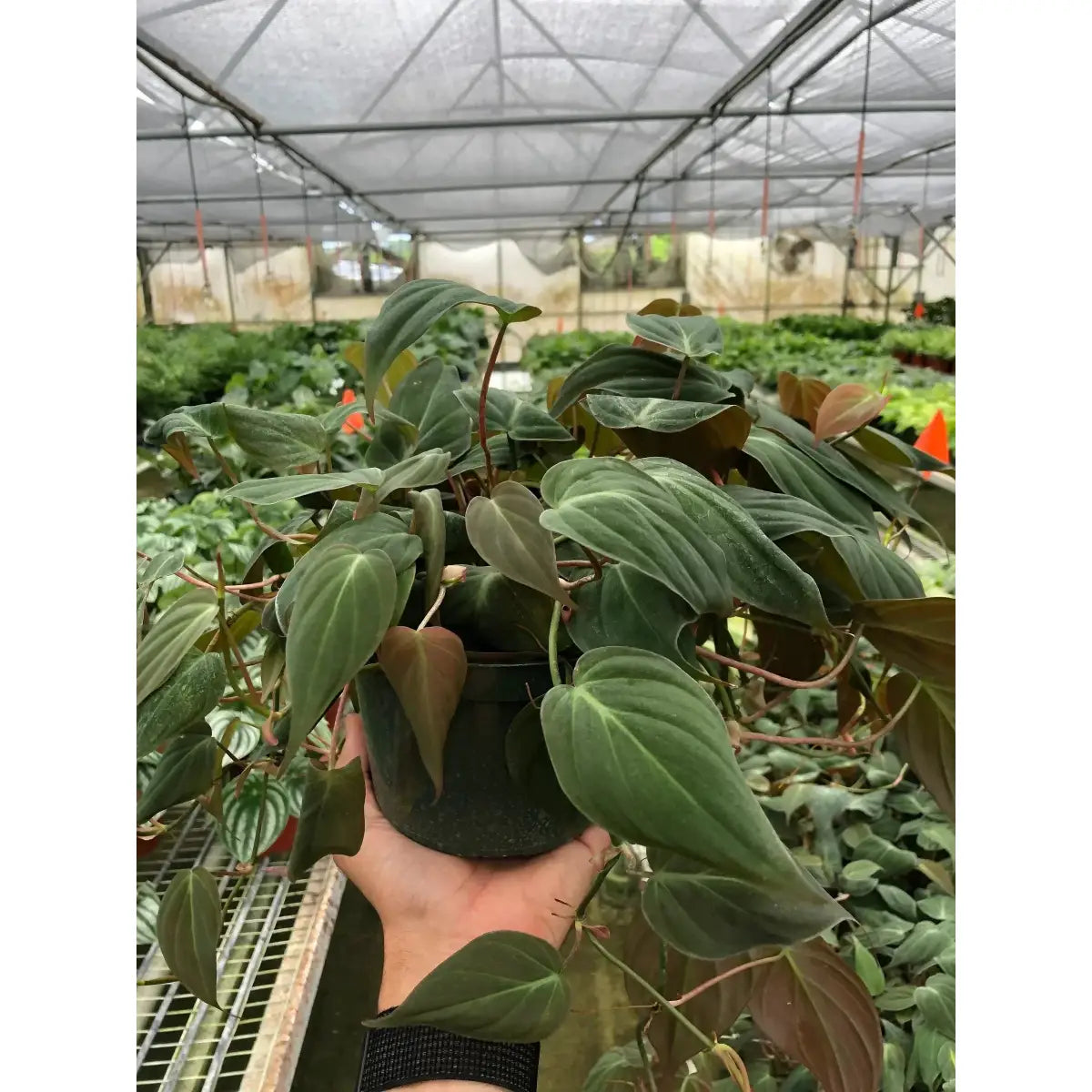 Philodendron ’Velvet’ Plant - House Plant Shop
