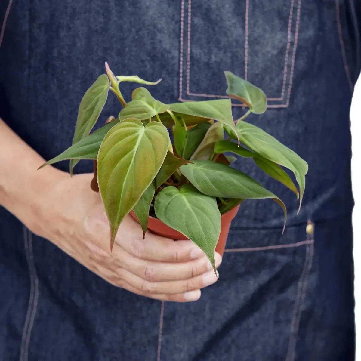 Philodendron ’Velvet’ Plant - House Plant Shop