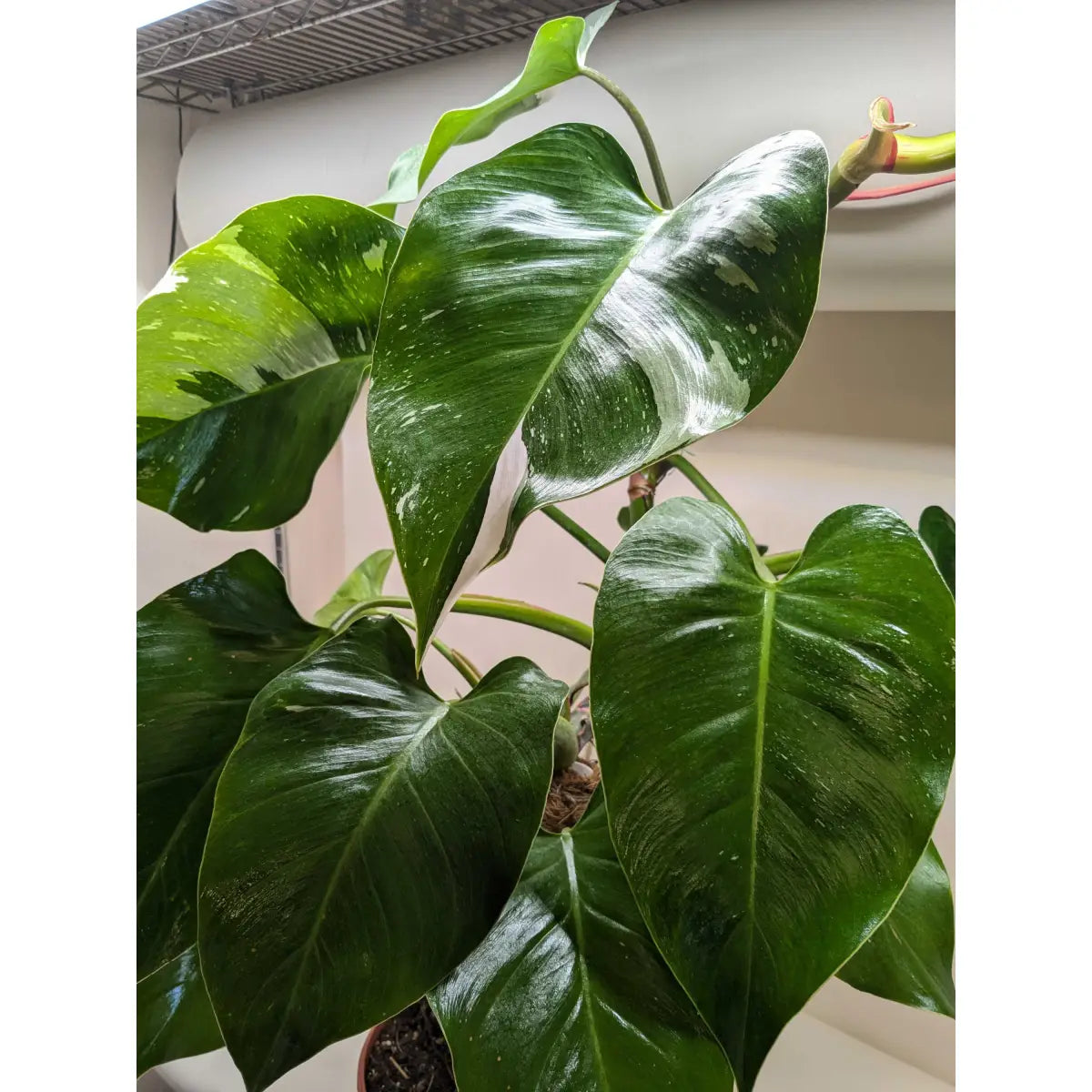 Philodendron Plant - ’White Princess’ - House Plant Shop