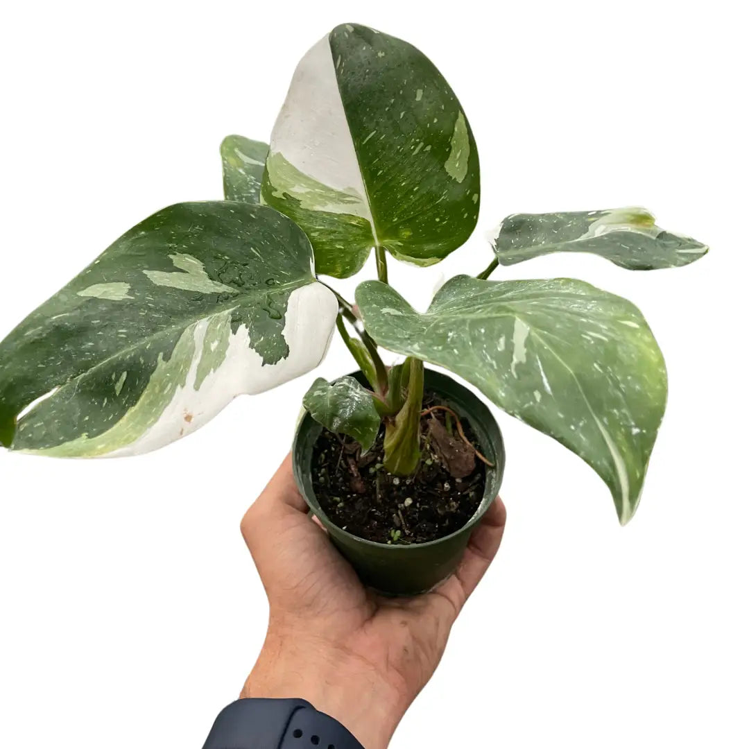Philodendron Plant - ’White Princess’ - House Plant Shop