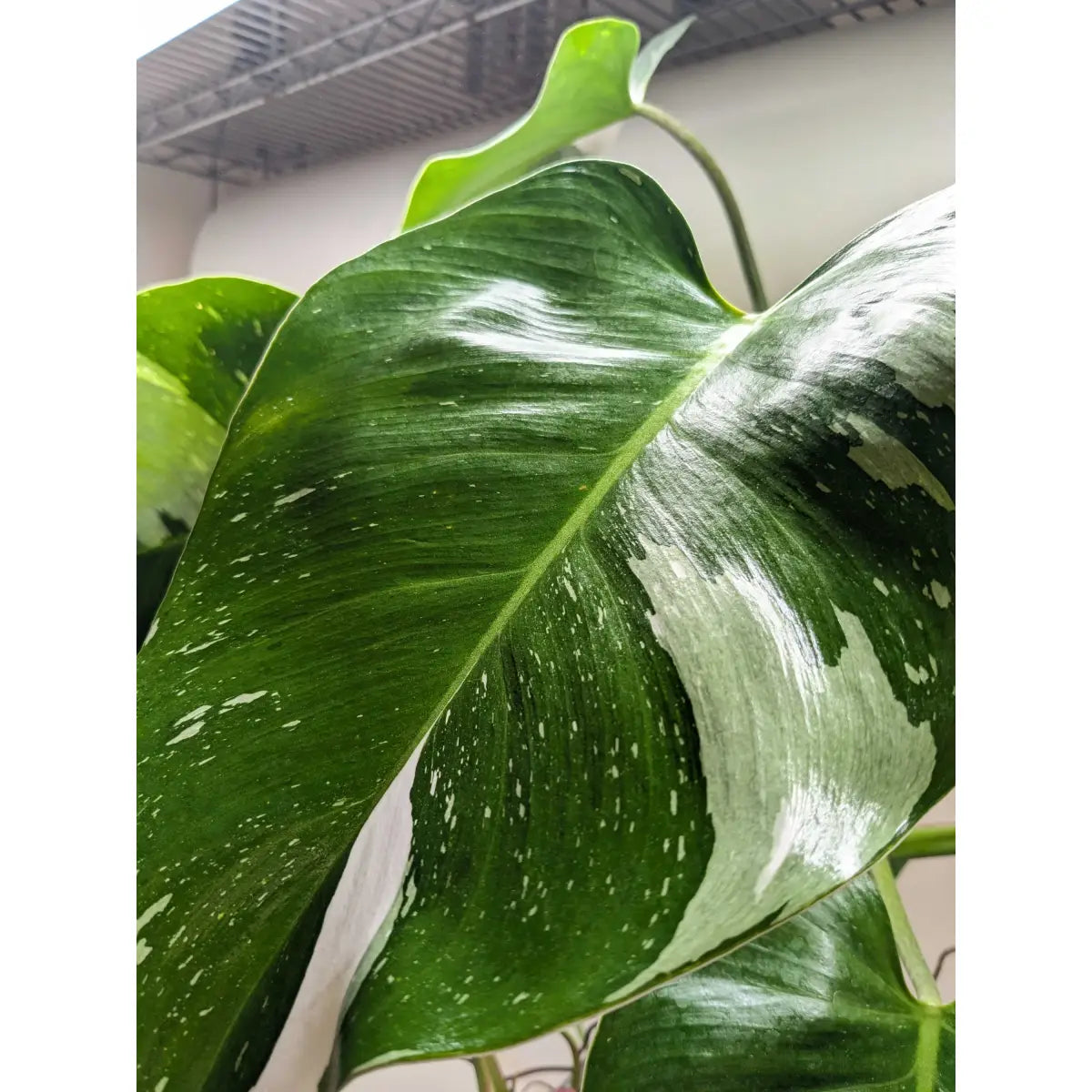 Philodendron Plant - ’White Princess’ - 2’’ Pot - House Plant Shop