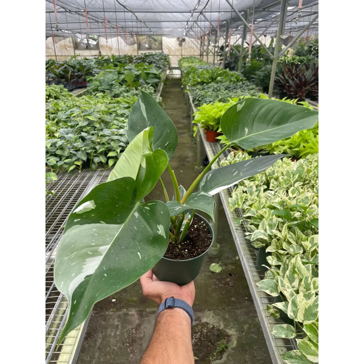Philodendron Plant - ’White Princess’ - House Plant Shop