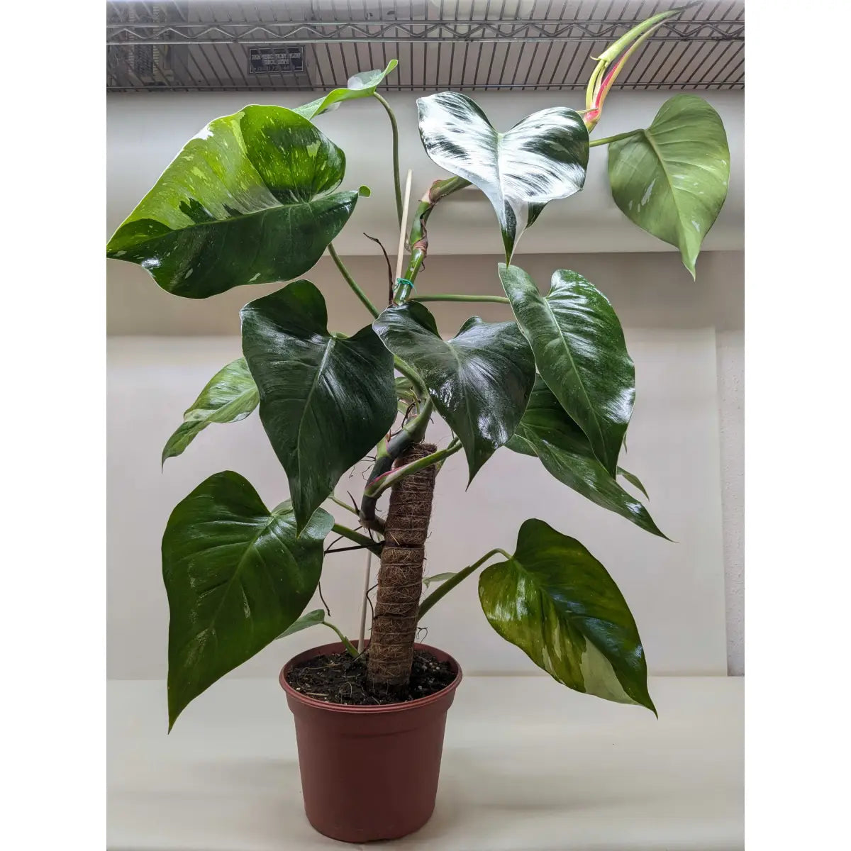 Philodendron Plant - ’White Princess’ - House Plant Shop