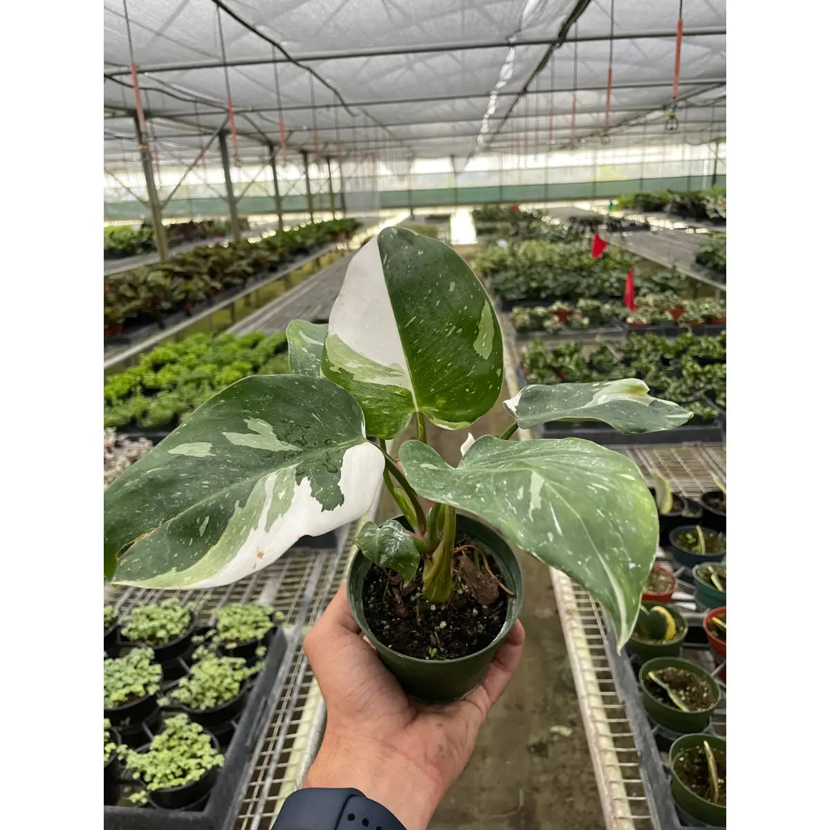 Philodendron Plant - ’White Princess’ - House Plant Shop