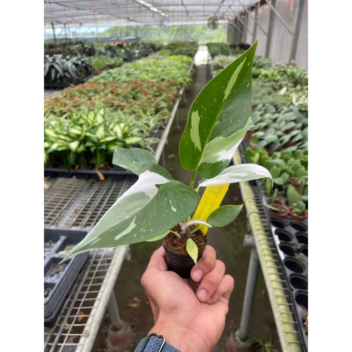 Philodendron Plant - ’White Princess’ - House Plant Shop