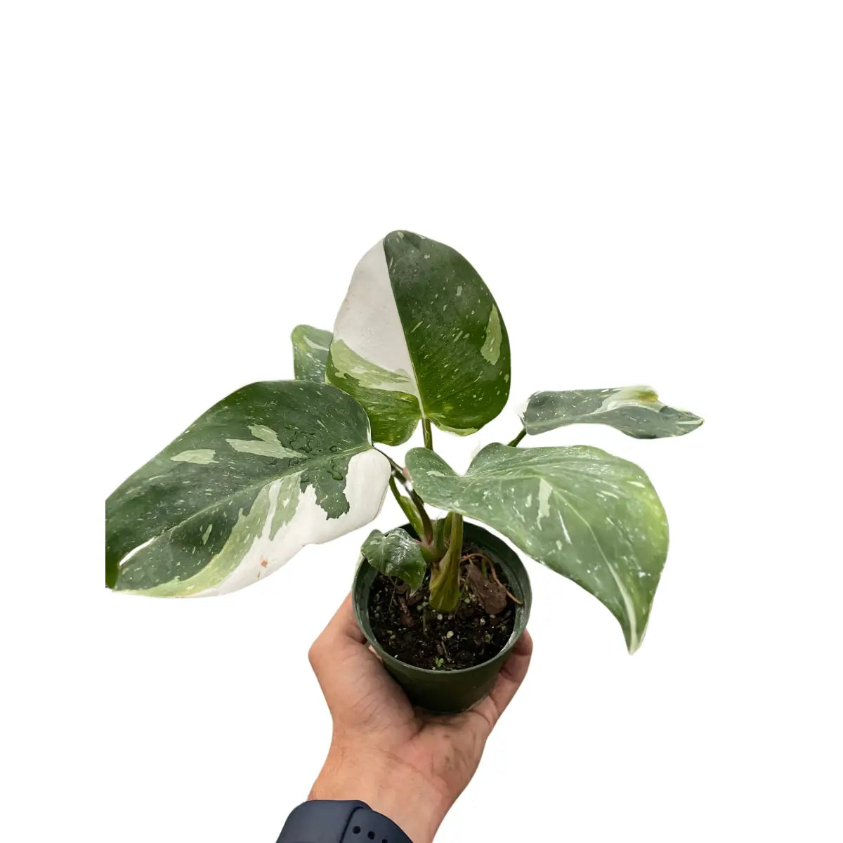 Philodendron Plant - ’White Princess’ - House Plant Shop