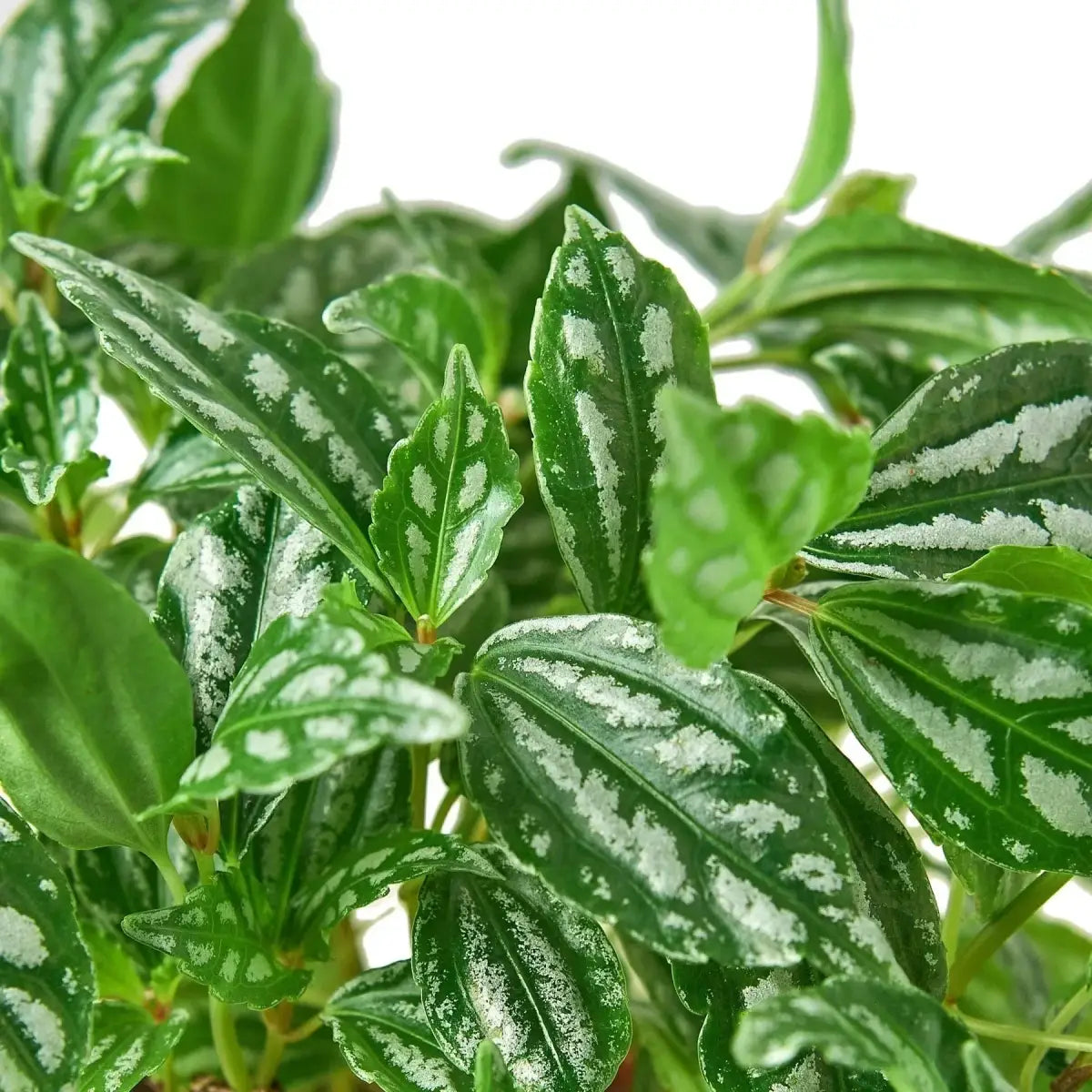 Pilea Plant - ’Aluminum’ - 4’’ Pot - House Plant Shop