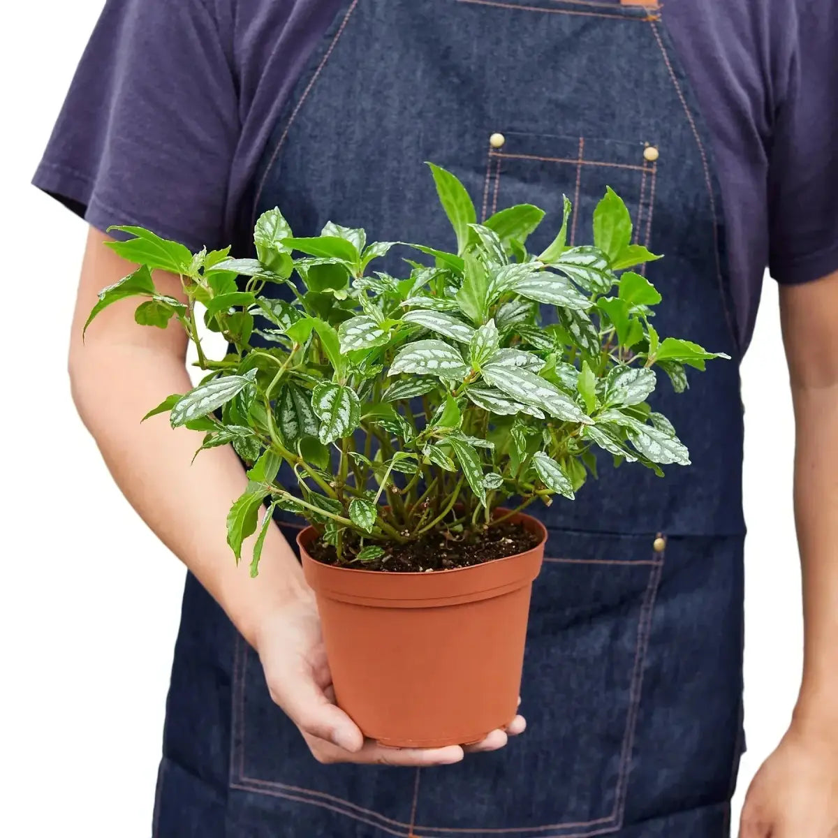 Pilea Plant - ’Aluminum’ - 4’’ Pot - House Plant Shop