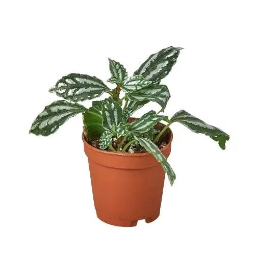 Pilea Plant - ’Aluminum’ - 4’’ Pot - House Plant Shop