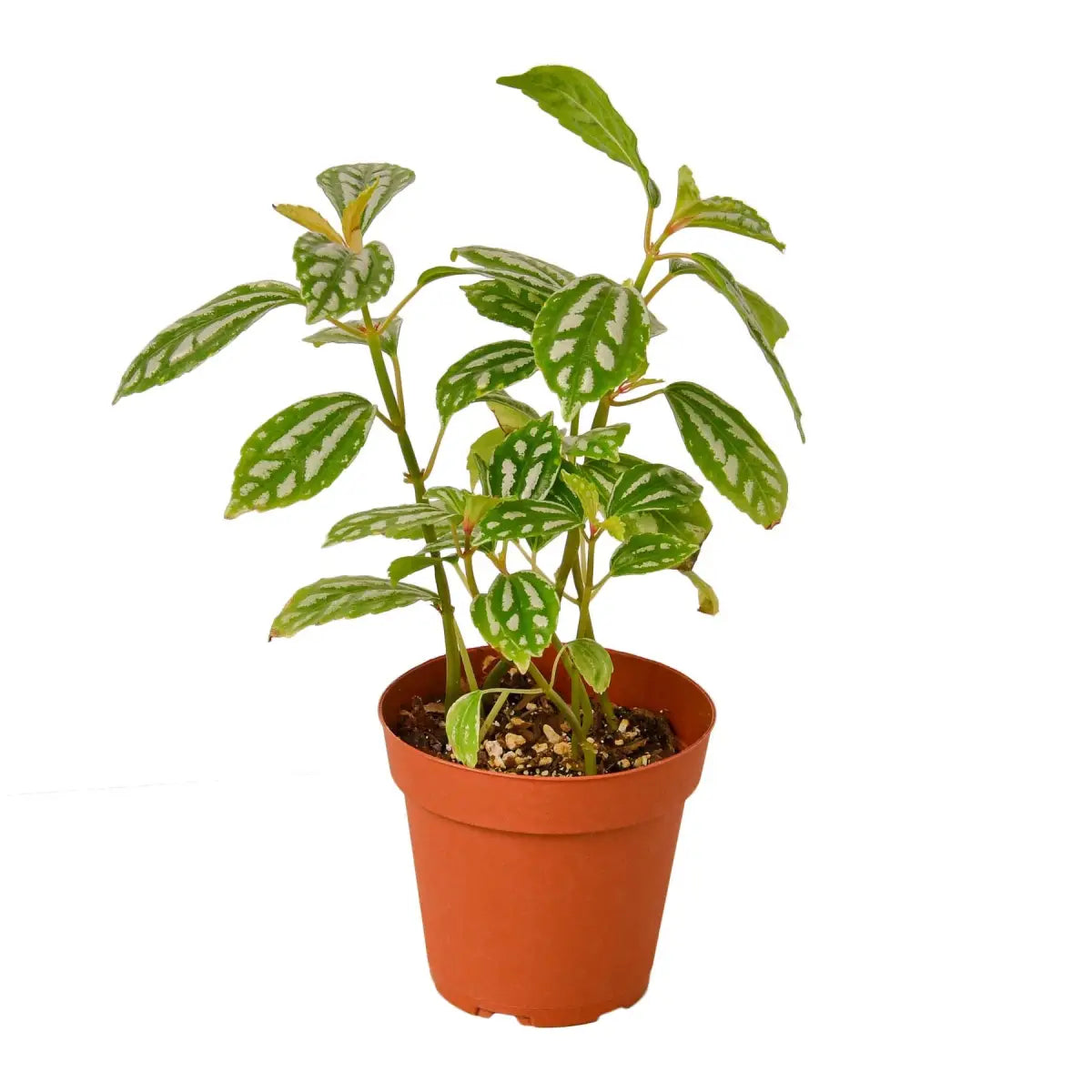 Pilea Plant - ’Aluminum’ - 4’’ Pot - House Plant Shop