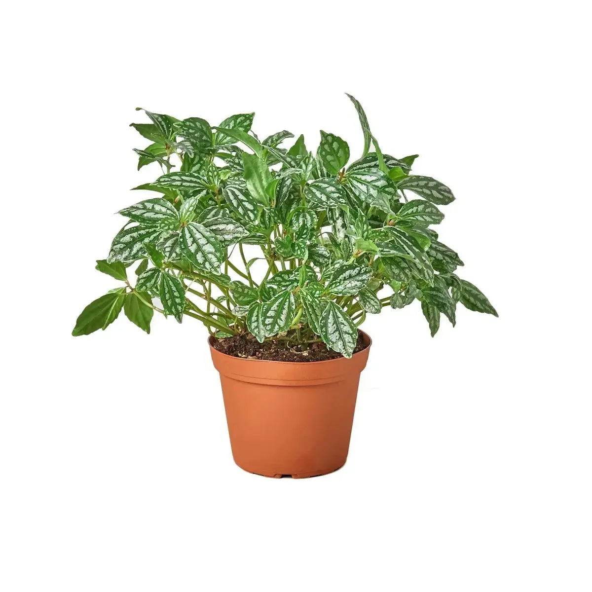 Pilea Plant - ’Aluminum’ - 4’’ Pot - House Plant Shop