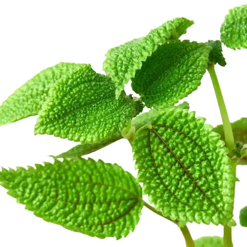 Pilea ’Moon Valley’ - 4’’ Pot - 4’’ Pot - House Plant Shop