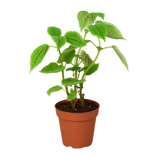 Pilea ’Moon Valley’ - 4’’ Pot - 4’’ Pot - House Plant Shop