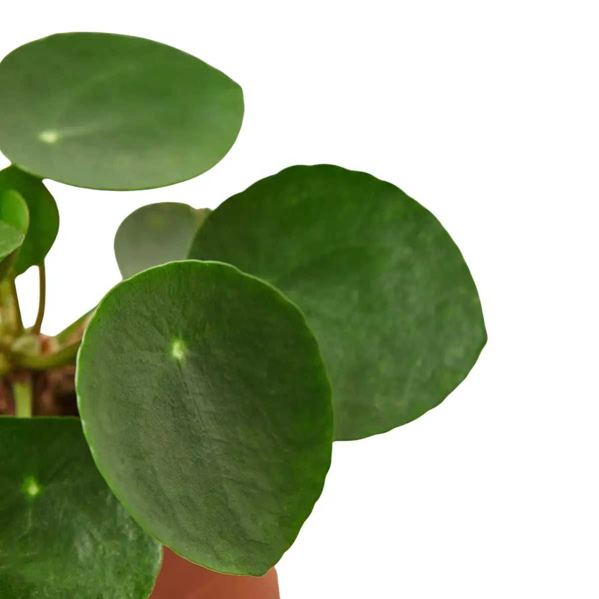 Pilea Peperomioides Chinese Money Plant | Easy Care Coin-Shaped Leaves | House Plant Shop - House Plant Shop