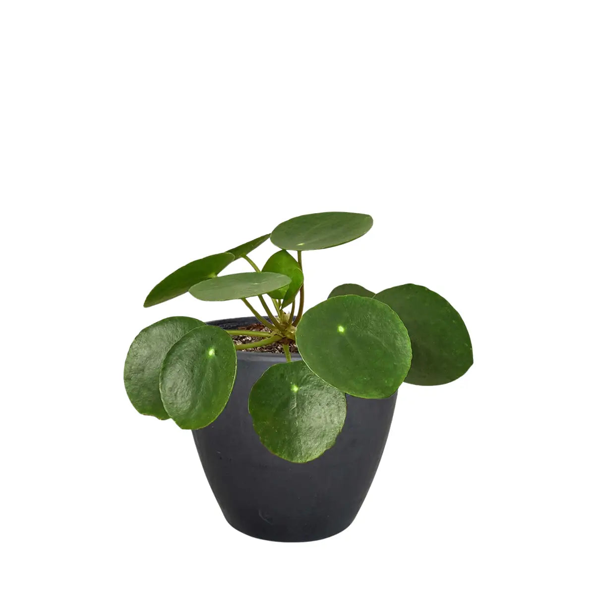 Pilea Peperomioides Chinese Money Plant | Easy Care Coin-Shaped Leaves | House Plant Shop - House Plant Shop