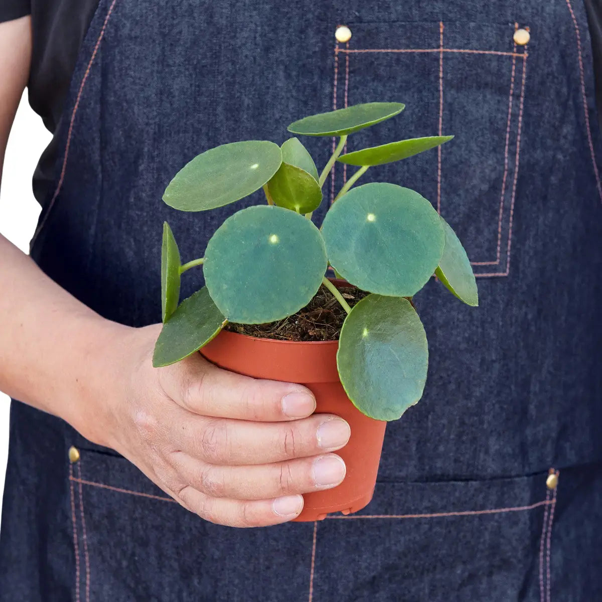 Pilea Peperomioides Chinese Money Plant | Easy Care Coin-Shaped Leaves | House Plant Shop - House Plant Shop