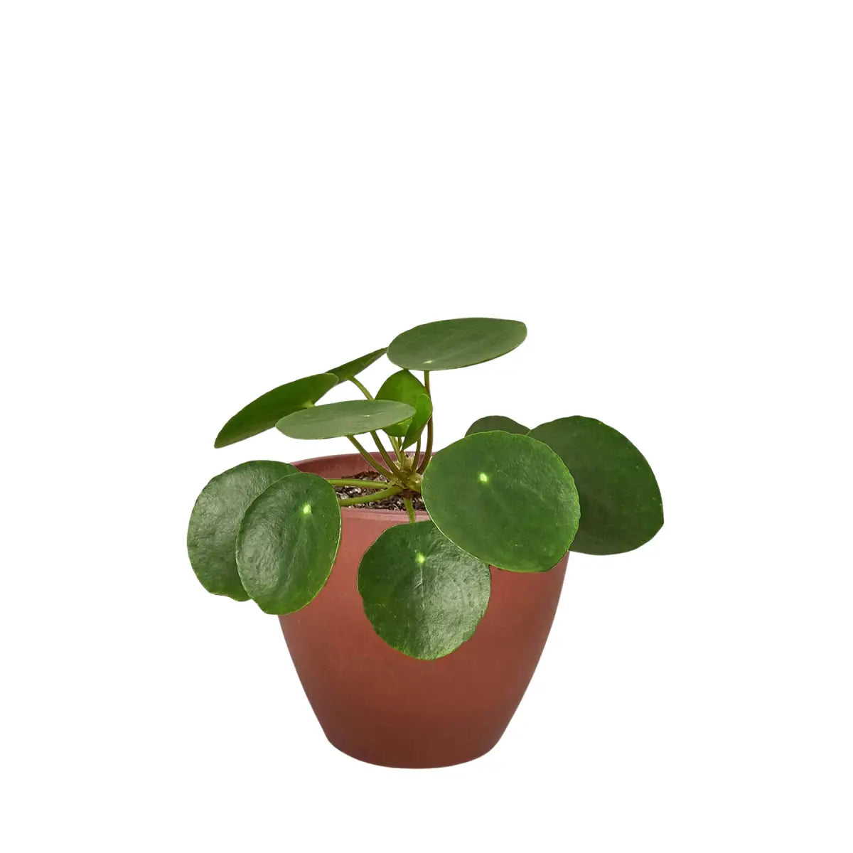 Pilea Peperomioides Chinese Money Plant | Easy Care Coin-Shaped Leaves | House Plant Shop - House Plant Shop