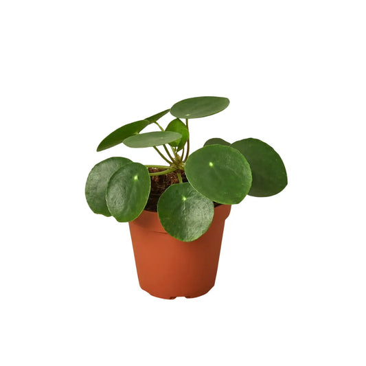 Pilea Peperomioides Chinese Money Plant | Easy Care Coin-Shaped Leaves | House Plant Shop - House Plant Shop
