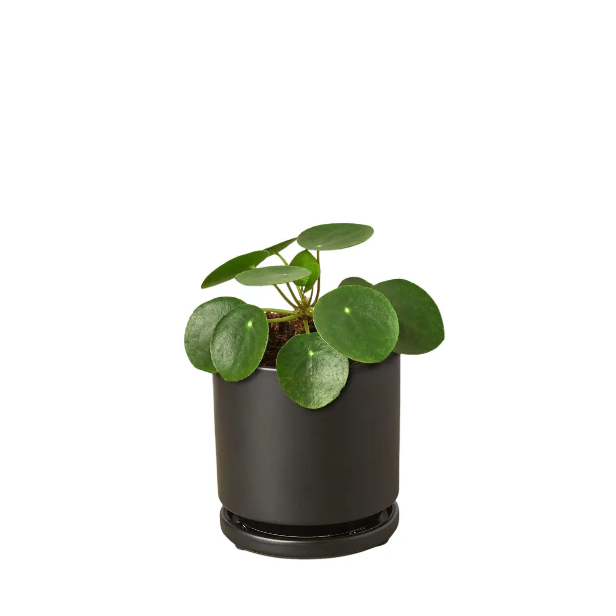 Pilea Peperomioides Chinese Money Plant | Easy Care Coin-Shaped Leaves | House Plant Shop - House Plant Shop