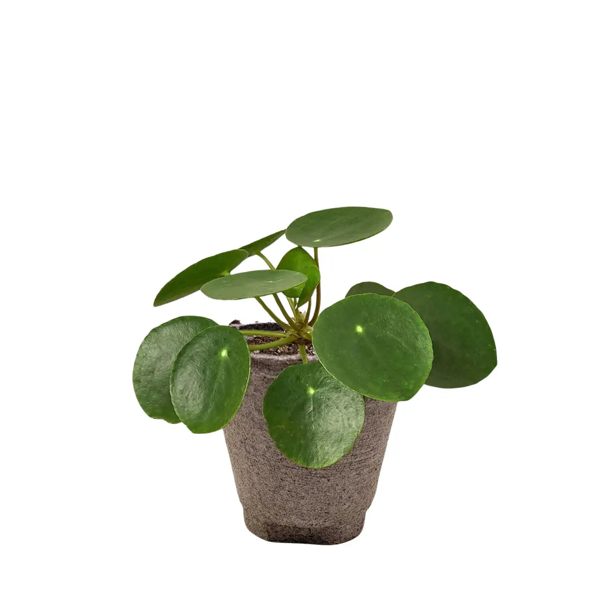 Pilea Peperomioides Chinese Money Plant | Easy Care Coin-Shaped Leaves | House Plant Shop - House Plant Shop