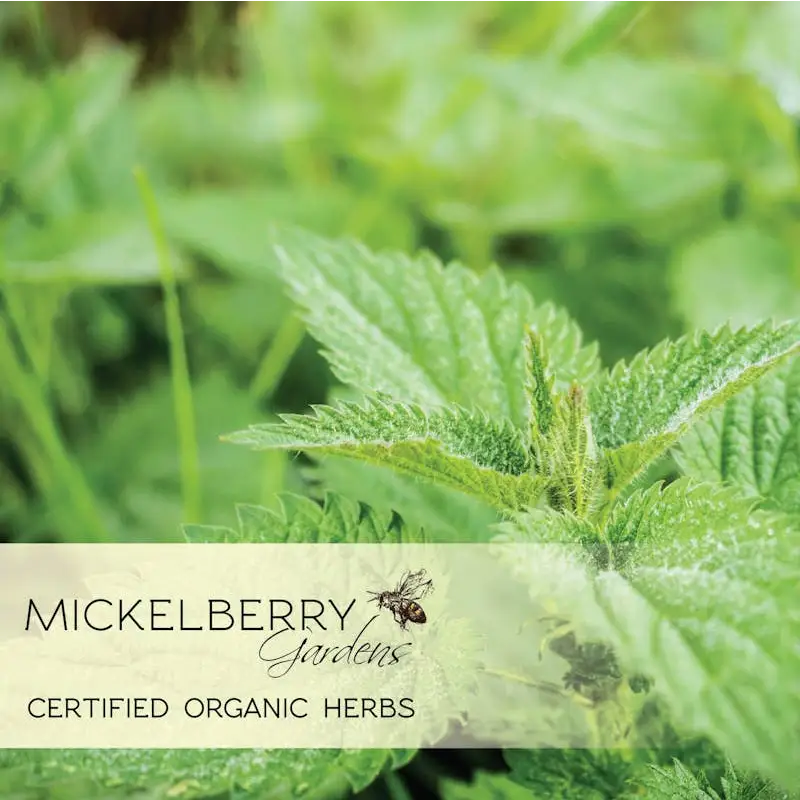 Herbal Honey Tonic - Pollen - Seasonal Allergy Support - Mickelberry Gardens