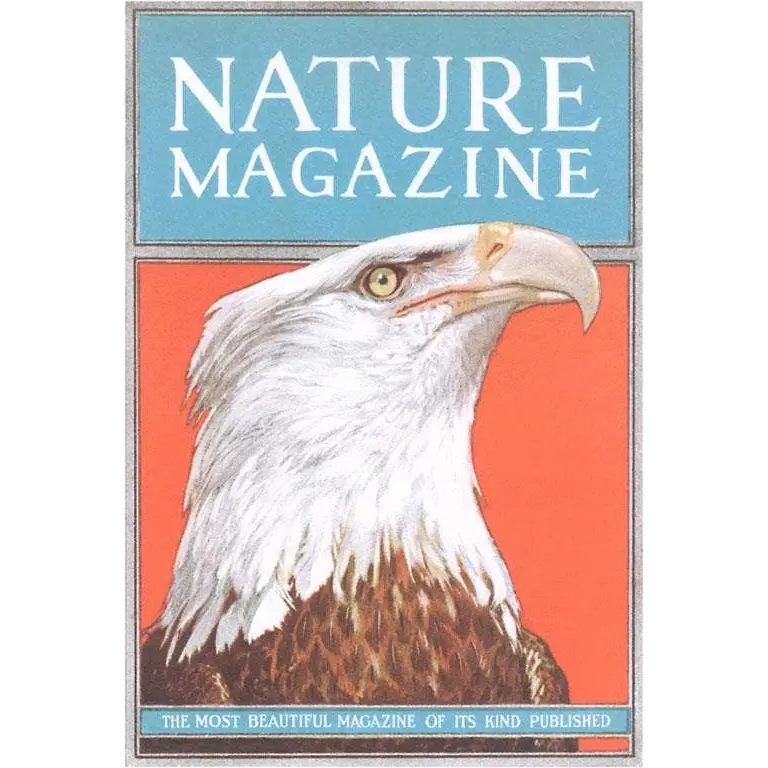 Postcard - Nature Magazine Cover with Bald Eagle - Found Image Press