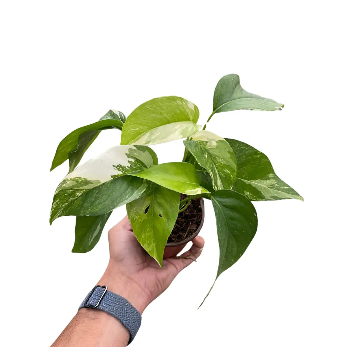Pothos Plant - ’Albo Variegata’ - House Plant Shop