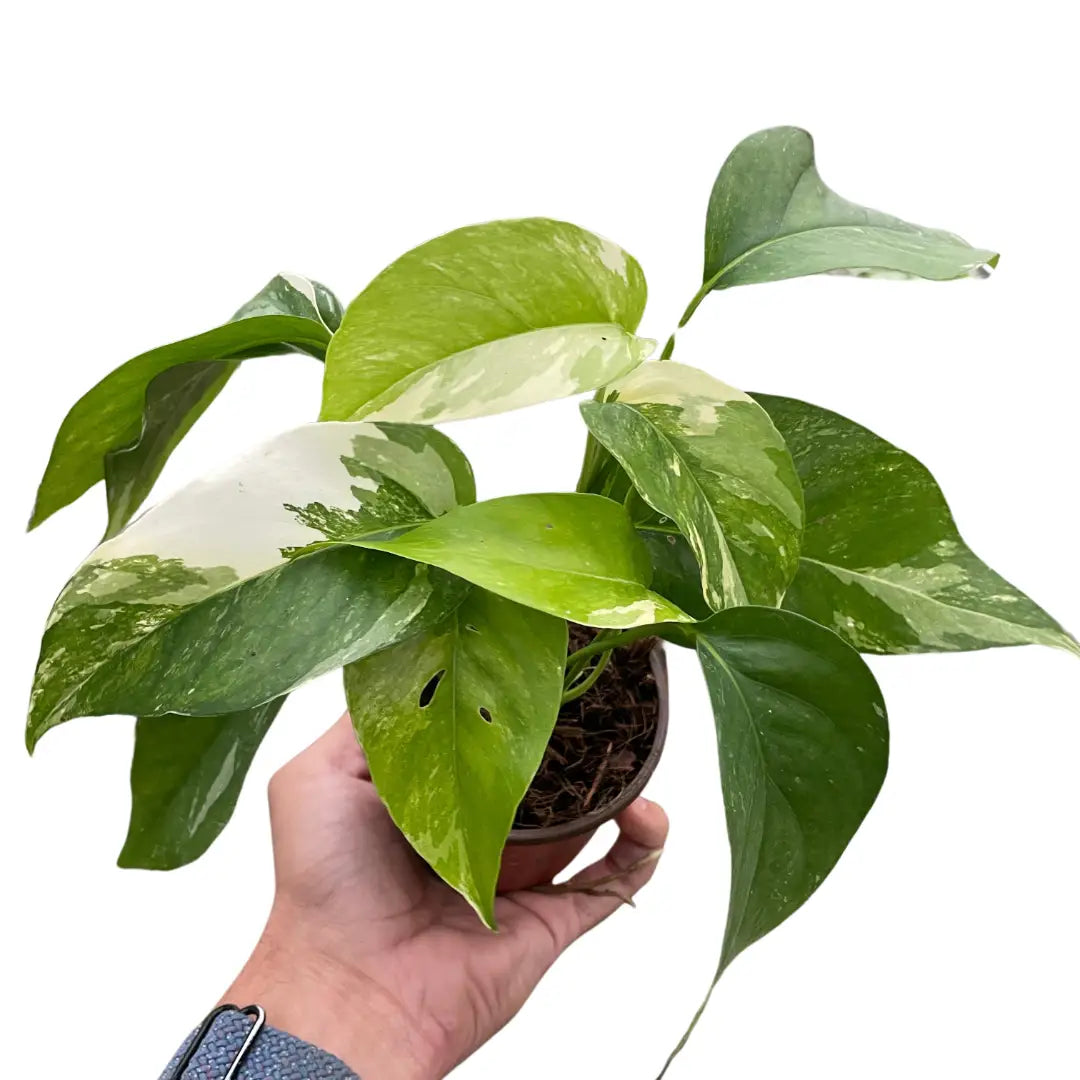 Pothos Plant - ’Albo Variegata’ - 2’’ Pot - House Plant Shop