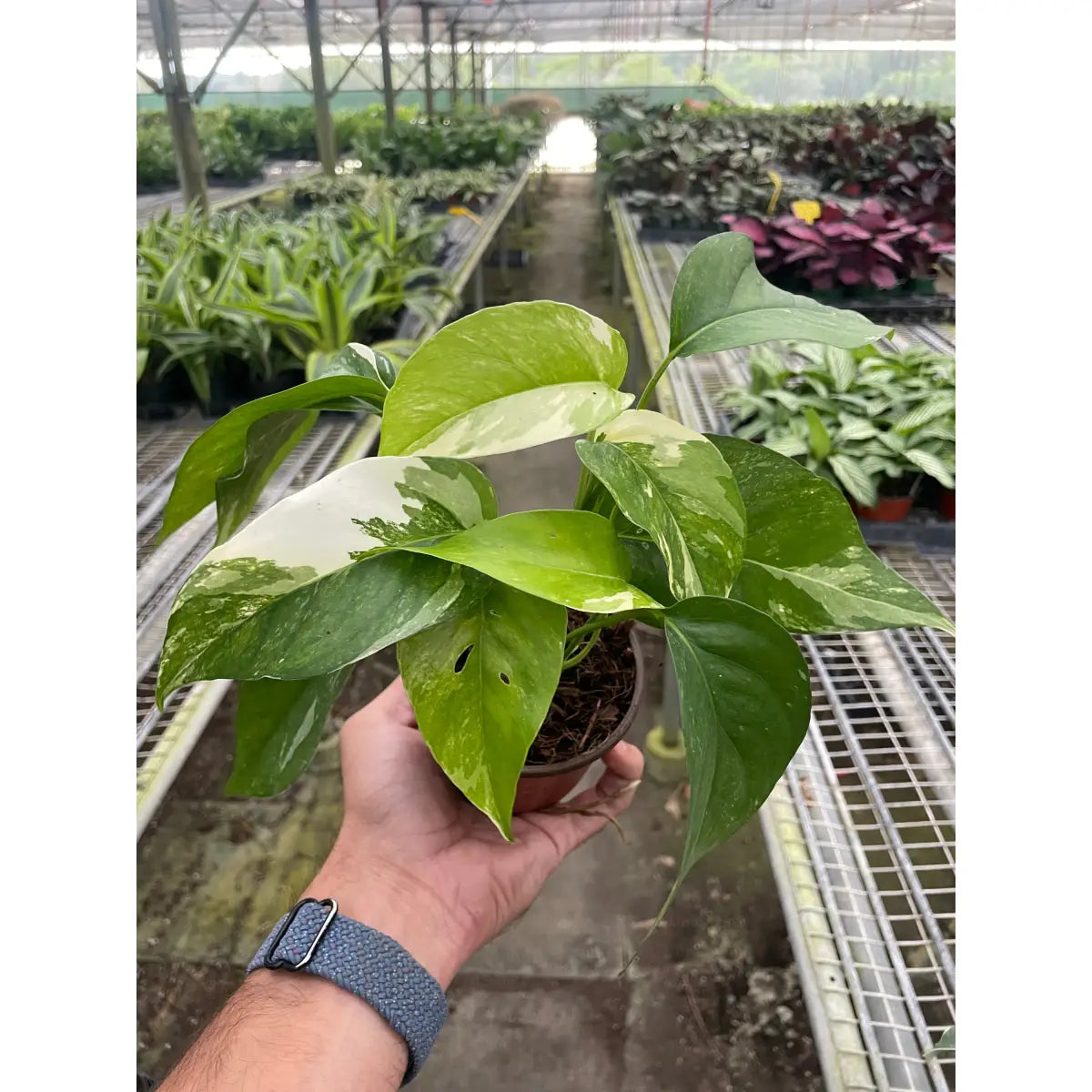 Pothos Plant - ’Albo Variegata’ - House Plant Shop