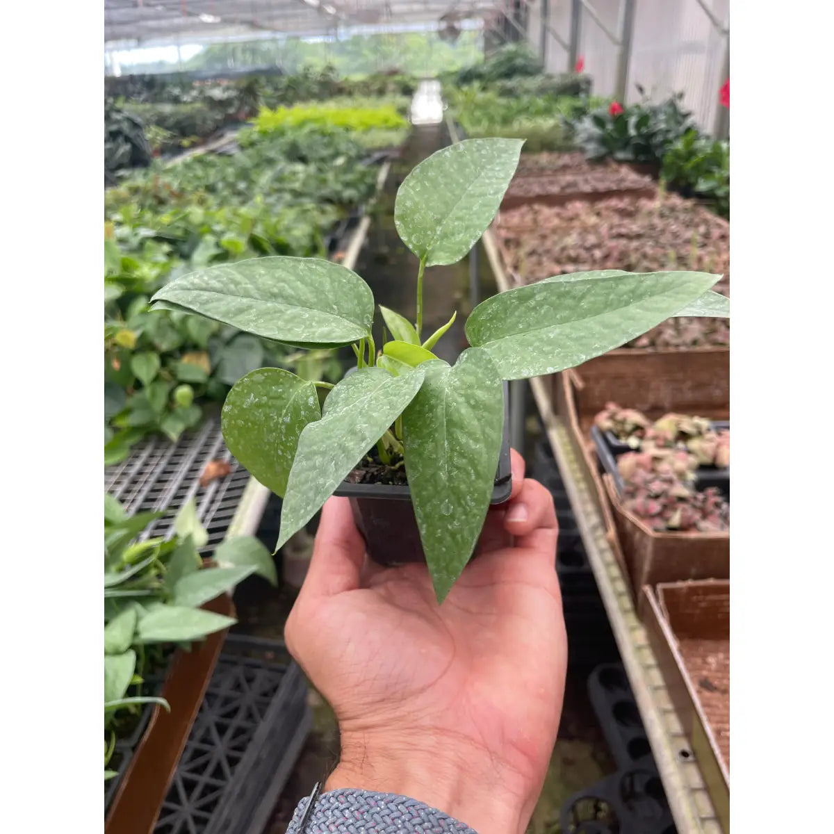 Pothos Plant - ’Cebu Blue’ - House Plant Shop