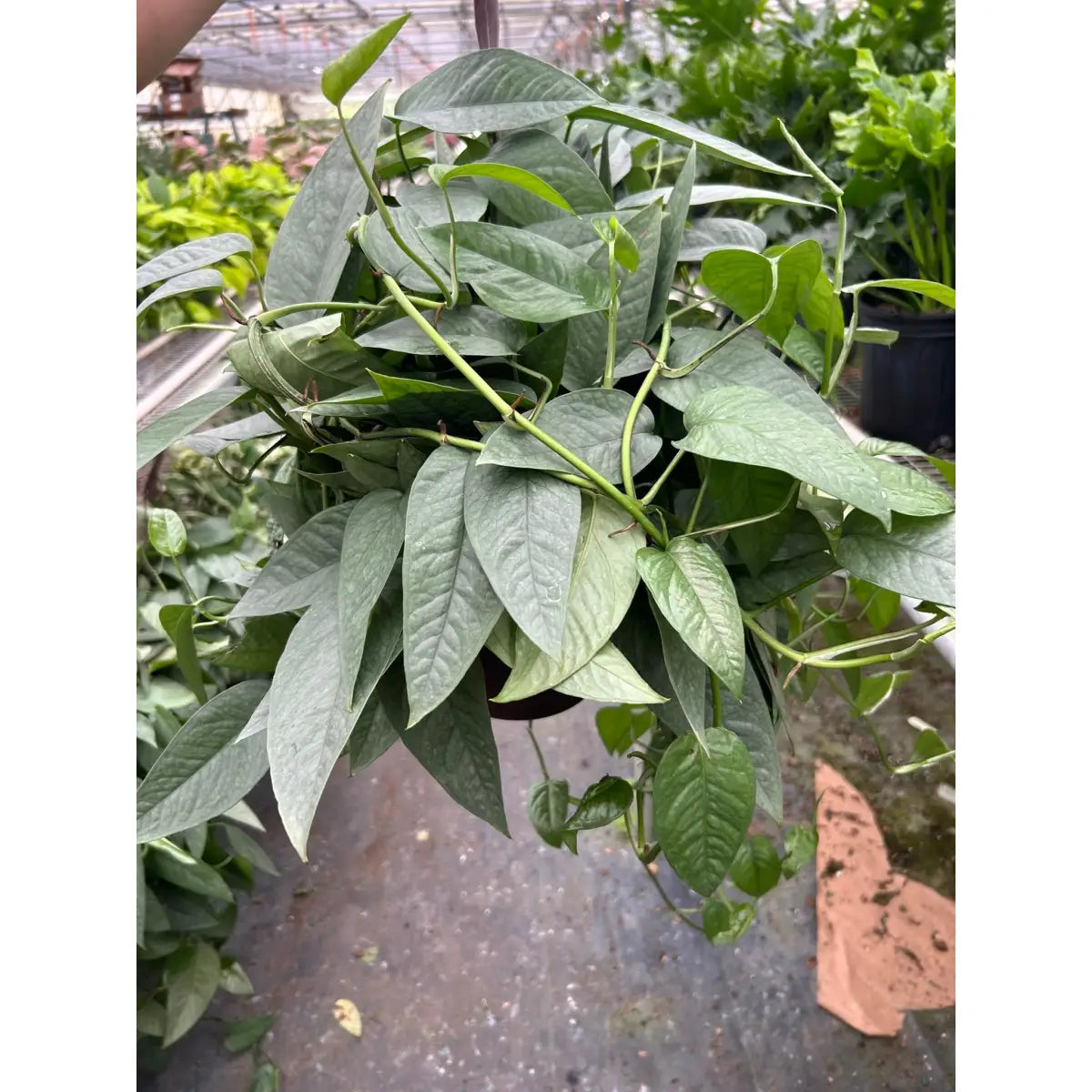 Pothos Plant - ’Cebu Blue’ - House Plant Shop