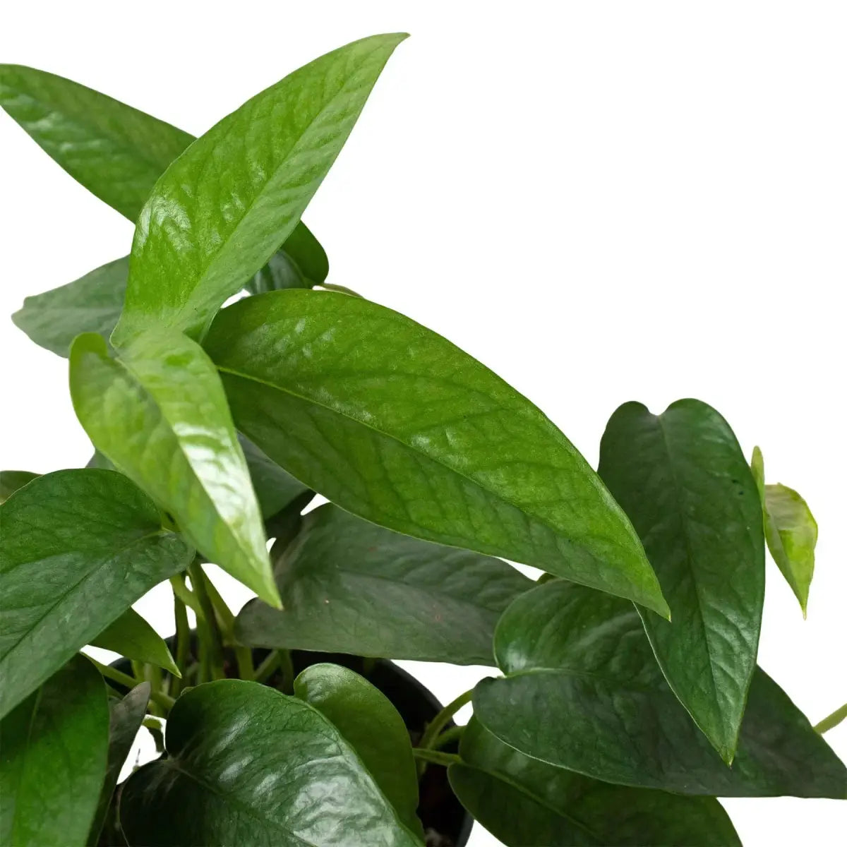 Pothos Plant - ’Cebu Blue’ - 3’’ Pot - House Plant Shop