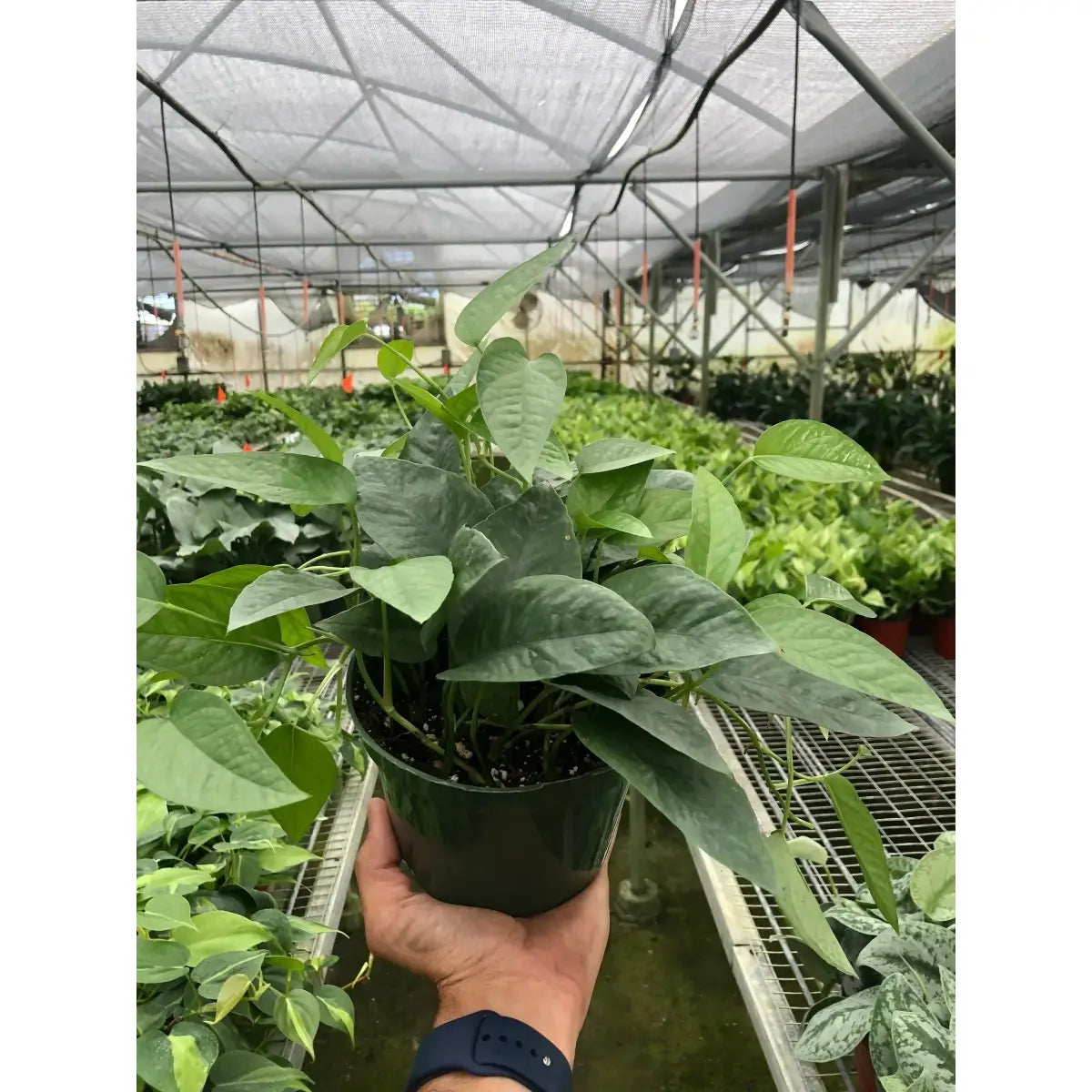 Pothos Plant - ’Cebu Blue’ - House Plant Shop