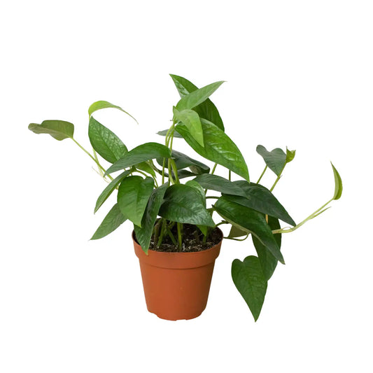 Pothos Plant - ’Cebu Blue’ - House Plant Shop