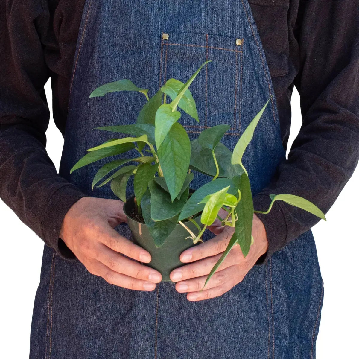 Pothos Plant - ’Cebu Blue’ - House Plant Shop
