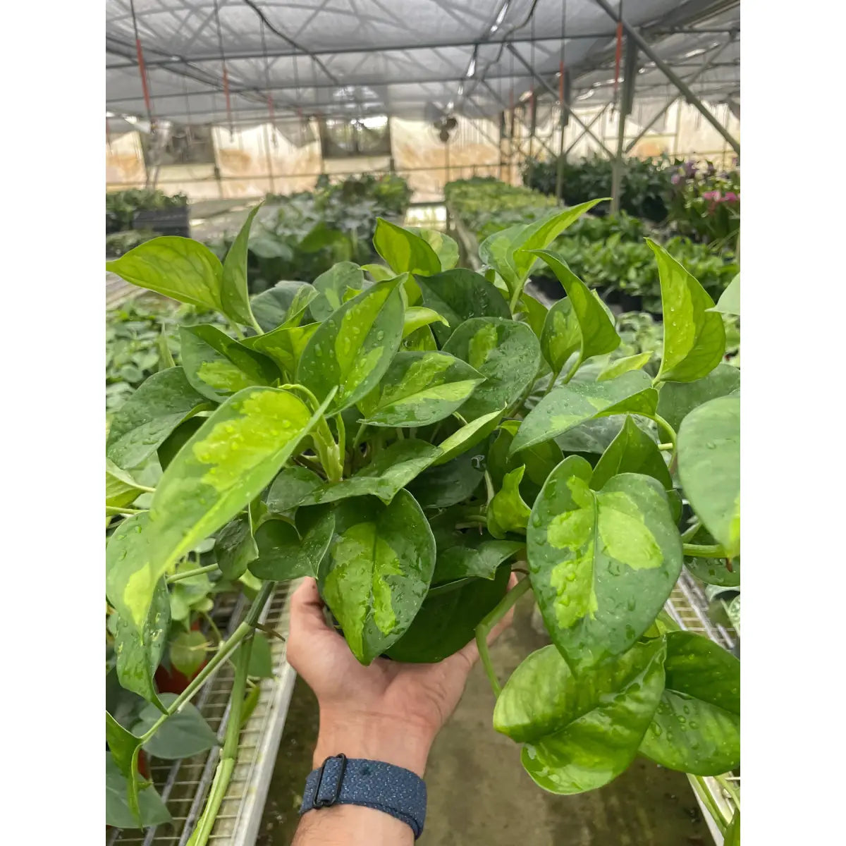 Pothos Plant - ’Global Green’ - House Plant Shop