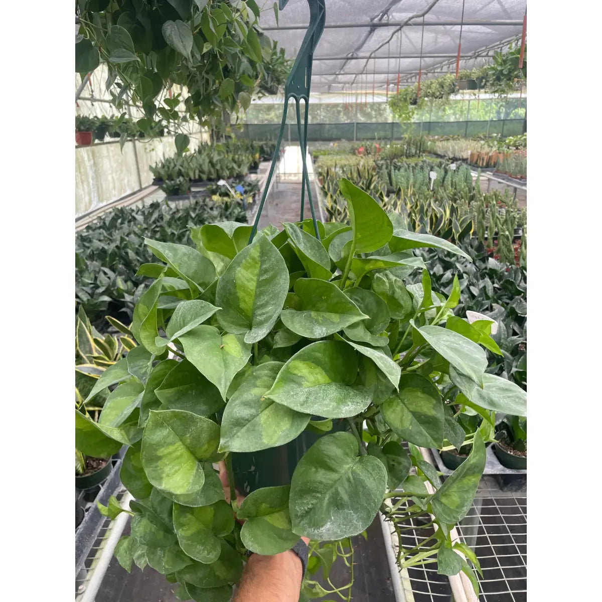 Pothos Plant - ’Global Green’ - House Plant Shop