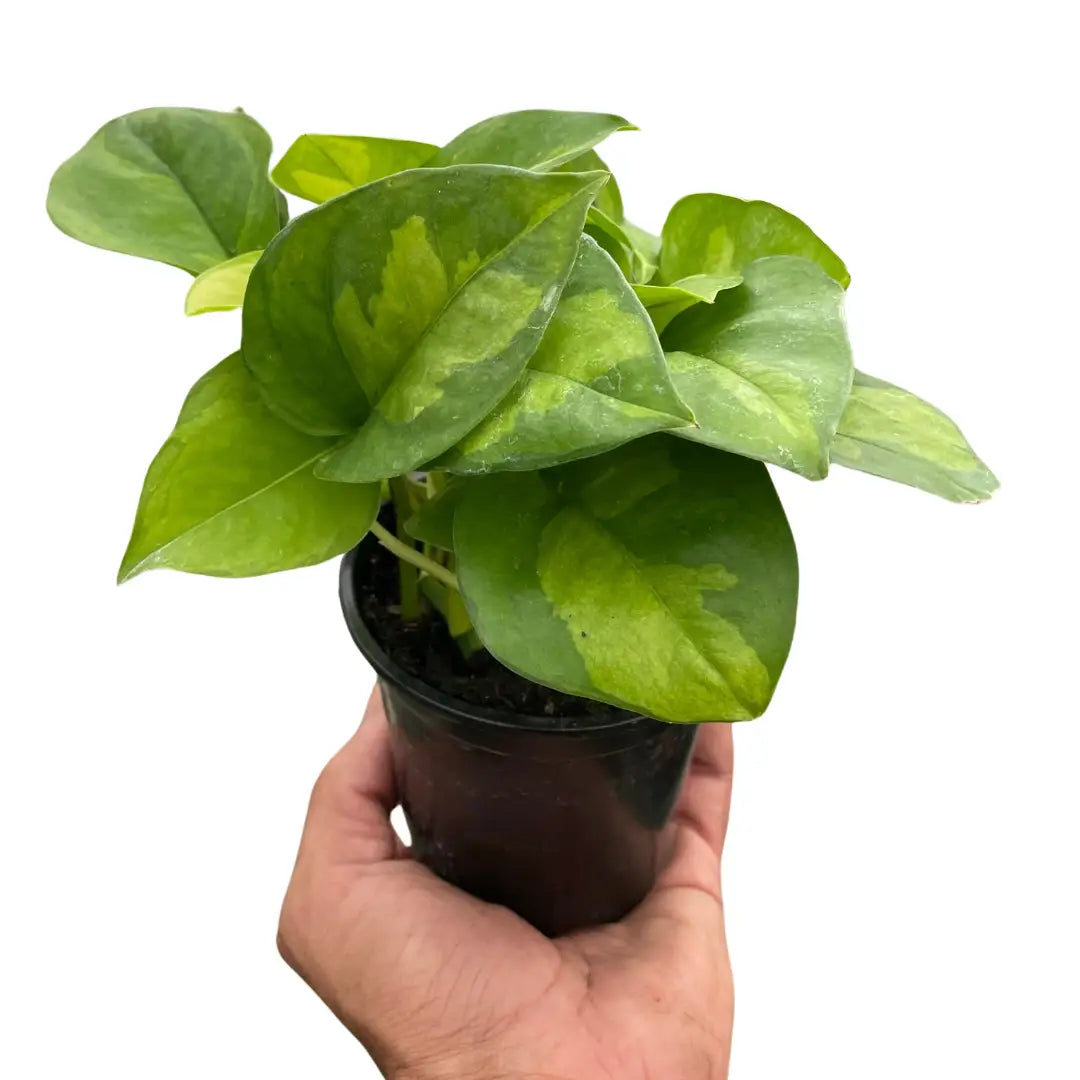 Pothos Plant - ’Global Green’ - 3’’ Pot - House Plant Shop