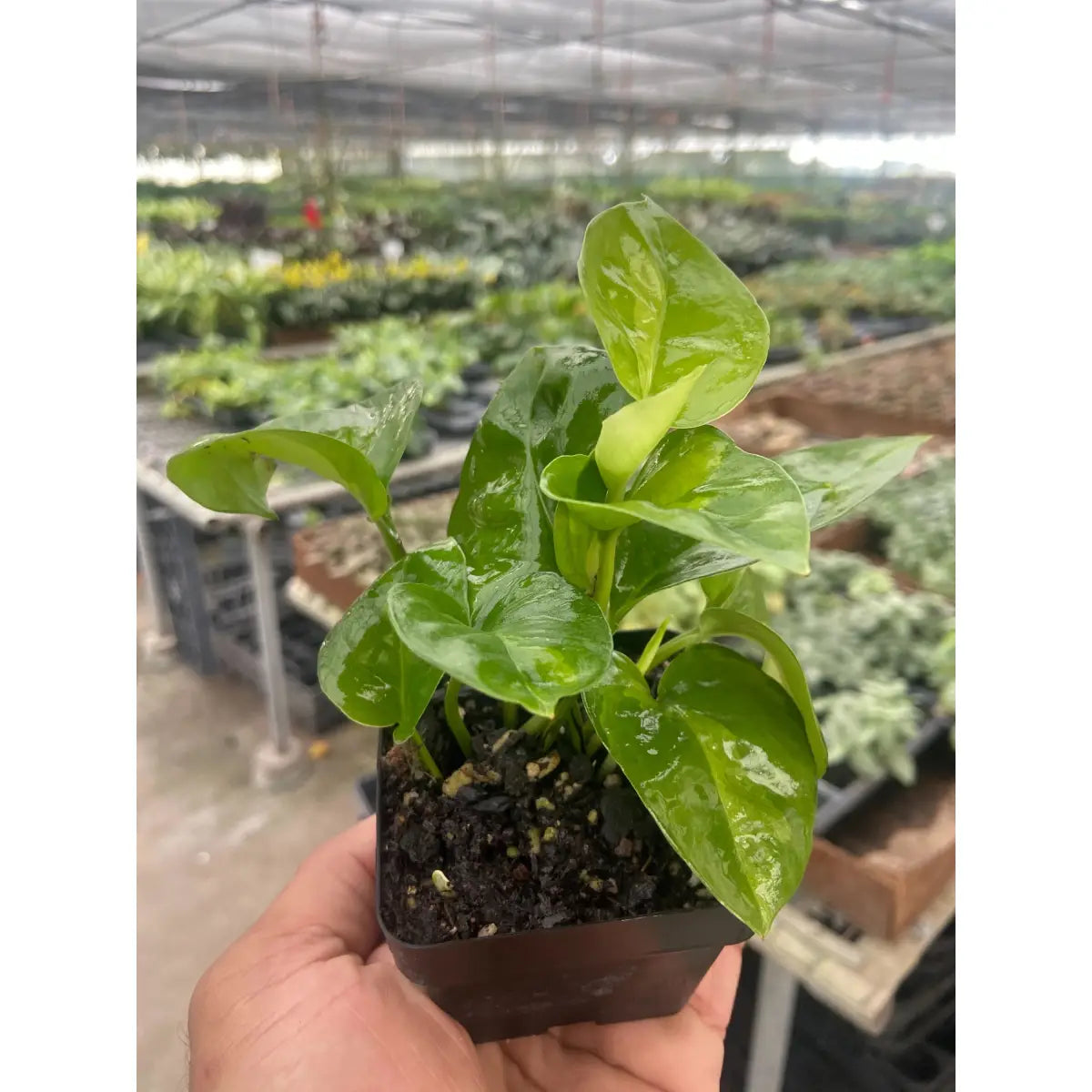 Pothos Plant - ’Global Green’ - House Plant Shop