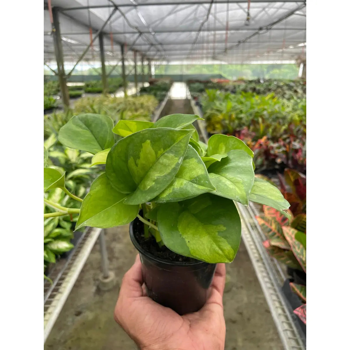 Pothos Plant - ’Global Green’ - House Plant Shop
