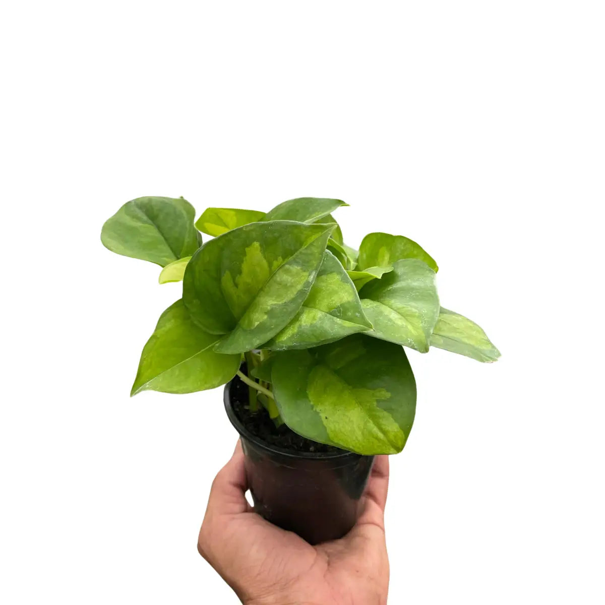 Pothos Plant - ’Global Green’ - House Plant Shop