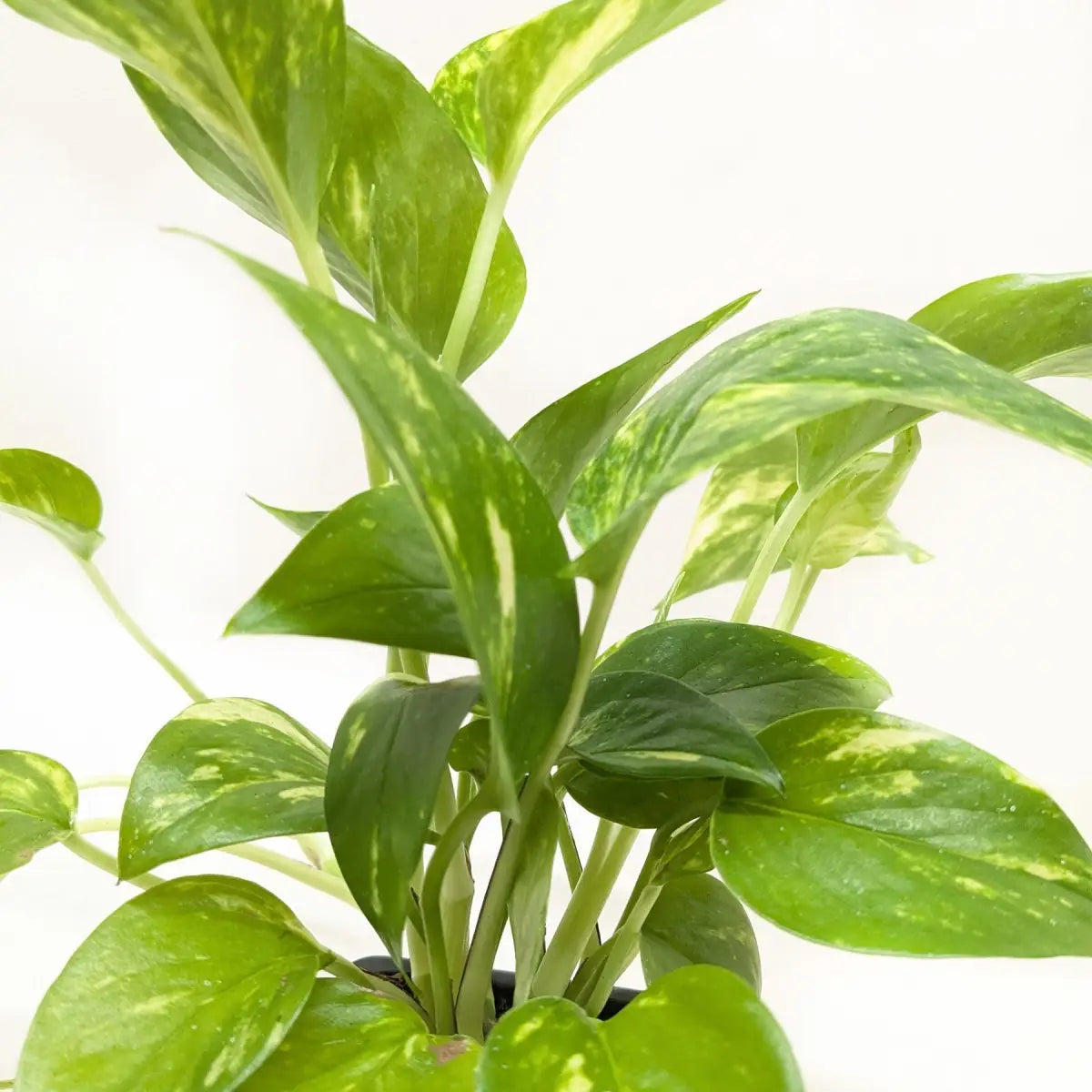 Pothos Plant - ’Golden’ - House Plant Shop