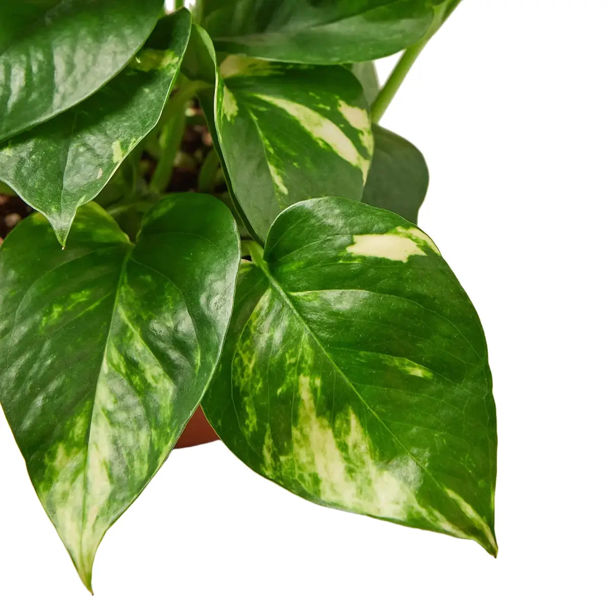 Pothos Plant - ’Golden’ - House Plant Shop