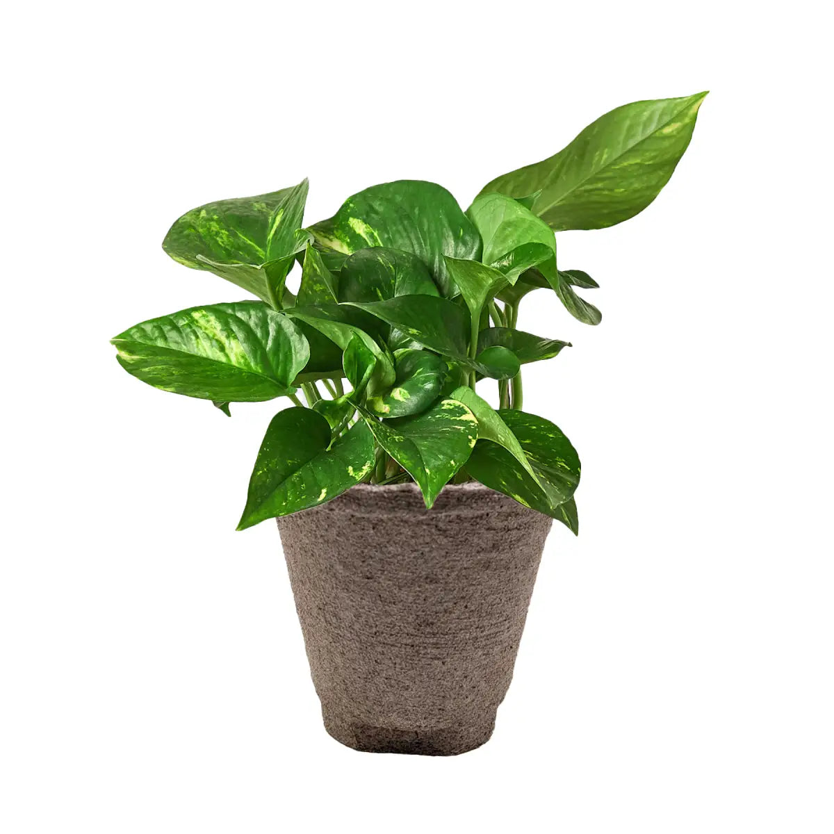 Pothos Plant - ’Golden’ - House Plant Shop