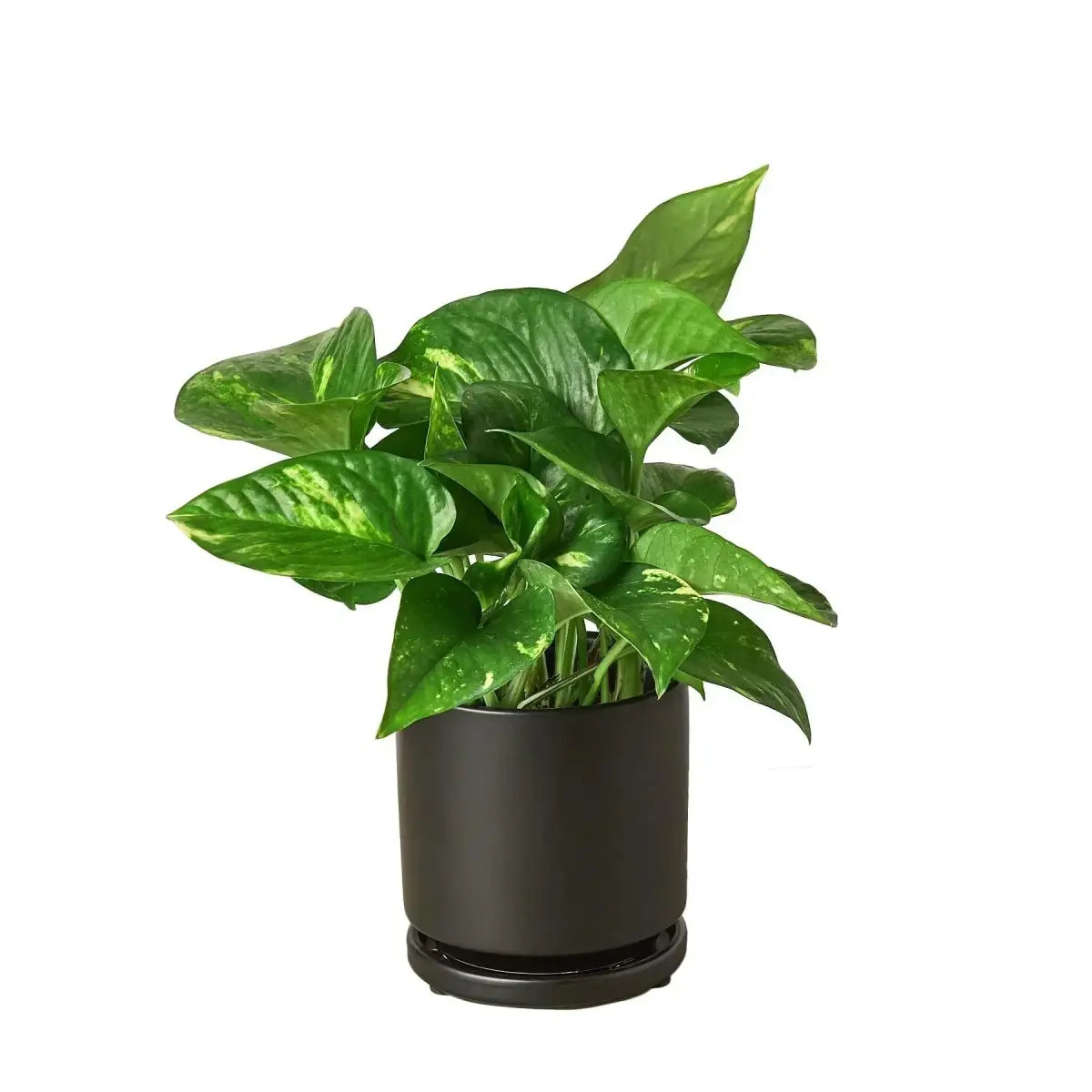 Pothos Plant - ’Golden’ - House Plant Shop
