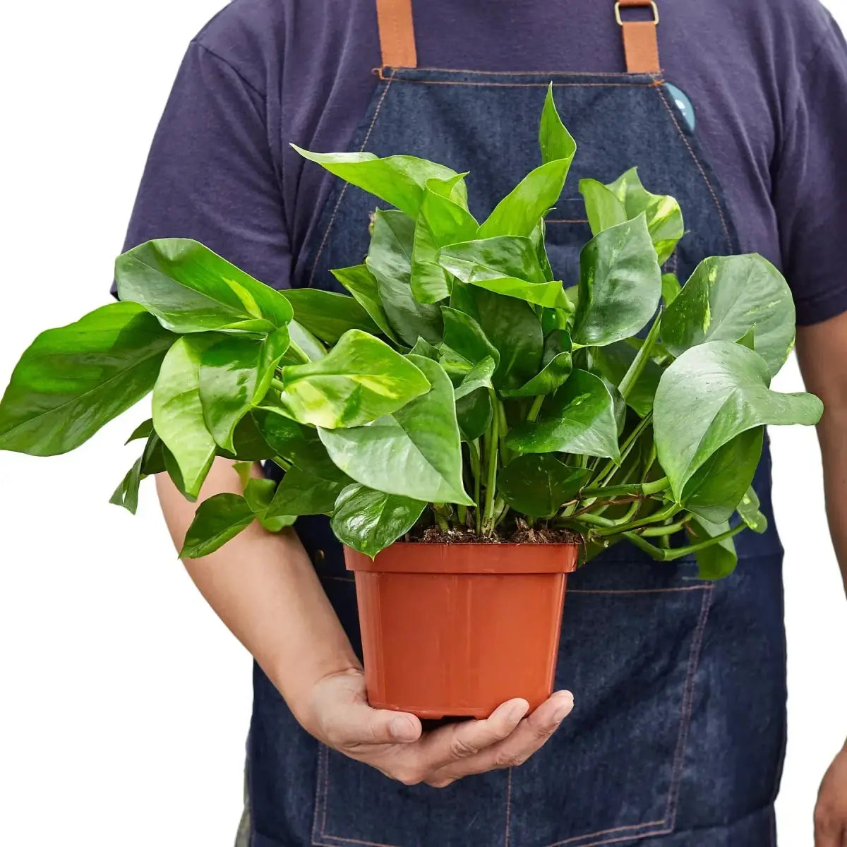 Pothos Plant - ’Golden’ - House Plant Shop